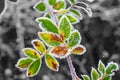 Close up to frost rimmed green winter leaves with a black and white background Royalty Free Stock Photo