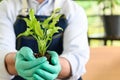 Close-up to gardener senior man holding a fresh seedling with soil in hands as a hobby of home gardening at home. new life and Royalty Free Stock Photo