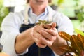 Close-up to gardener senior man holding a fresh seedling with soil in hands as a hobby of home gardening at home. Royalty Free Stock Photo