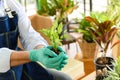 Close-up to gardener senior man holding a fresh seedling with soil in hands as a hobby of home gardening at home. new life and Royalty Free Stock Photo