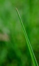 Close up to grass family .. Royalty Free Stock Photo