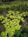 Close up to Green duckweeds water plant in pond Of Nepal Royalty Free Stock Photo