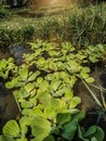 Close up to Green duckweeds water plant in pond Of Nepal Royalty Free Stock Photo