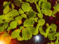 Close up to Green duckweeds water plant in pond Of Nepal Royalty Free Stock Photo