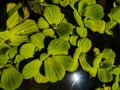 Close up to Green duckweeds water plant in pond Of Nepal Royalty Free Stock Photo