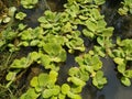 Close up to Green duckweeds water plant in pond Of Nepal Royalty Free Stock Photo