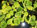 Green duckweeds water plant geen natural Royalty Free Stock Photo