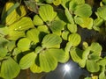 Green duckweeds water plant summer Royalty Free Stock Photo