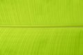 Close up to green leaf line textrue of banana leaf background abstract and nature background Royalty Free Stock Photo