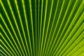 Close up to green palm tree leaf with folds. Amazing natural clear lines. Perfect background Royalty Free Stock Photo