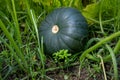 Close up to green Pumpkin growing in pumpkins farm.