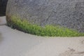 Close up to a green sea algae at the bottom of a rock with beach sand Royalty Free Stock Photo