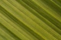 Close up to green pandan leaf showing texture. Royalty Free Stock Photo