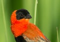 Close up to a male Northern Red Bishop Royalty Free Stock Photo