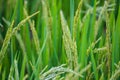 Close up to one ear of rice or ear of paddy, selected focus on field Royalty Free Stock Photo