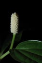 close up to Piper sarmentosum Roxb or Wild Betel Leafbush in black background