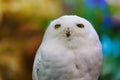 Close up to a portrait head shot of a passive Snowy Owl Bubo scandiacus showing it`s mesmerising, wide-opened, yellow eyes an Royalty Free Stock Photo