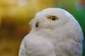 Close up to a portrait head shot of a passive Snowy Owl Bubo scandiacus showing it`s mesmerising, wide-opened, yellow eyes an Royalty Free Stock Photo