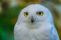 Close up to a portrait head shot of a passive Snowy Owl Bubo scandiacus showing it`s mesmerising, wide-opened, yellow eyes an Royalty Free Stock Photo
