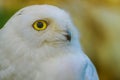 Close up to a portrait head shot of a passive Snowy Owl Bubo scandiacus showing it`s mesmerising, wide-opened, yellow eyes an Royalty Free Stock Photo