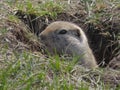 A close up to a Prairie dog face, a herbivorous burrowing ground squirrels native to the grasslands of North America