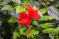 Close up to a red hibiscus flower. A red orange hibiscus at Sandakan, Sabah, Borneo. The bloom dust of the blossoms in center. The Royalty Free Stock Photo