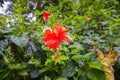 Close up to a red hibiscus flower. A red orange hibiscus at Sandakan, Sabah, Borneo. The bloom dust of the blossoms in center. The Royalty Free Stock Photo