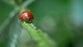 Red ladybug in the leaf Royalty Free Stock Photo