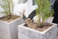 Gardener planting plants in pots Royalty Free Stock Photo