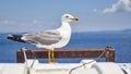 Close up to a seagul sitting Royalty Free Stock Photo