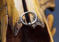 Close up to a silver rounder piercing jewlery over a yellow cow skull