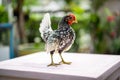 Close up to Silver white Male SeBright Chick in the blur bokeh green garden background