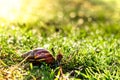 close up to Snail clawing, Snail moving on a wet grass