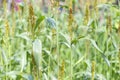 Close-up to a sorghum field (Sorghum bicolor) Royalty Free Stock Photo