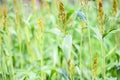 Close-up to a sorghum field (Sorghum bicolor) Royalty Free Stock Photo