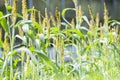 Close-up to a sorghum field (Sorghum bicolor) Royalty Free Stock Photo