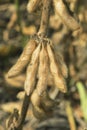 Soy Bean Pods Royalty Free Stock Photo