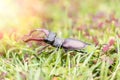 Close up to stagbeetle Royalty Free Stock Photo