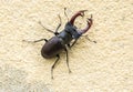 Close up to stagbeetle Royalty Free Stock Photo