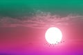 Close up to sunset on the evening purple pastel cloud on the sky and silhouette birds flying Royalty Free Stock Photo