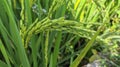 Close up to thai rice seeds in ear of paddy Royalty Free Stock Photo