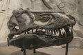 Close up to a Tyrannosaurus rex dinosaur head skeleton fossil. Black Beauty