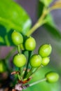 Close up to unripe green cherries