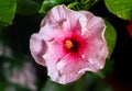 Close up to a violet hibiscus flower. A pink hibiscus in a malaysian backyard. The bloom dust of the blossoms in center. The Royalty Free Stock Photo