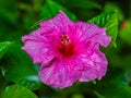 Close up to a violet hibiscus flower. A pink hibiscus in a malaysian backyard. The bloom dust of the blossoms in center. The Royalty Free Stock Photo
