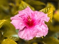 Close up to a violet hibiscus flower. A pink hibiscus in a malaysian backyard. The bloom dust of the blossoms in center. The Royalty Free Stock Photo