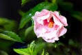 Close up to a violet hibiscus flower. A pink hibiscus in a malaysian backyard. The bloom dust of the blossoms in center. The Royalty Free Stock Photo