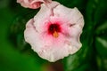 Close up to a violet hibiscus flower. A pink hibiscus in a malaysian backyard. The bloom dust of the blossoms in center. The Royalty Free Stock Photo