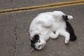 Close up to a white cat with black spots laying down in the street playing in spoiled attitud