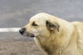 Close up to a white half breed streed dog near to a avenue at chernobyl